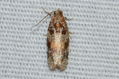 Argyrotaenia tabulana