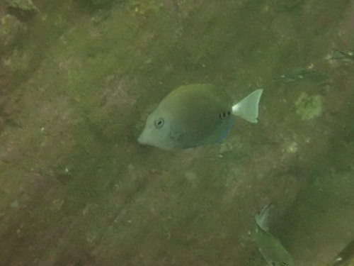 Prionurus scalprum observed 2026-09-06