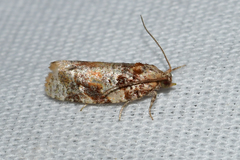 Argyrotaenia tabulana