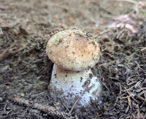 King Bolete