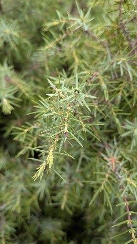 Juniperus oxycedrus, photograph 4