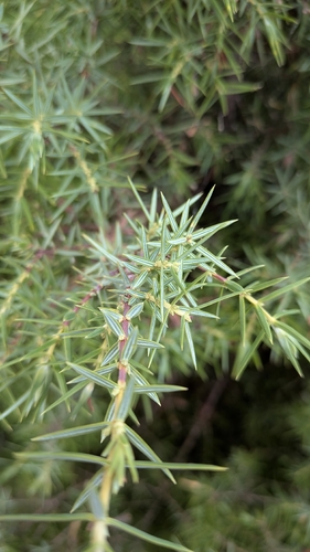 Juniperus oxycedrus, photograph 5