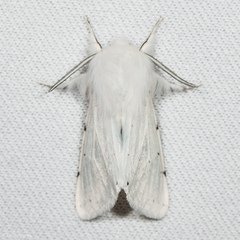 Spilosoma vestalis
