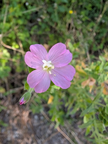 Great Willowherb