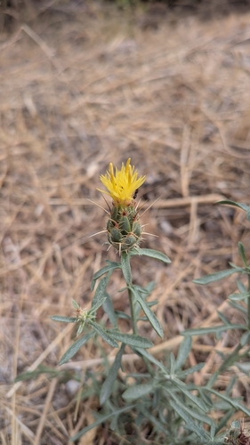 Centaurea ornata, photograph 1