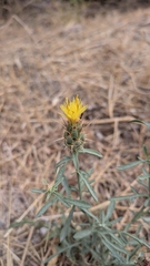 Centaurea ornata