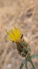 Centaurea ornata, photograph (c) frangp, some rights reserved (CC BY)