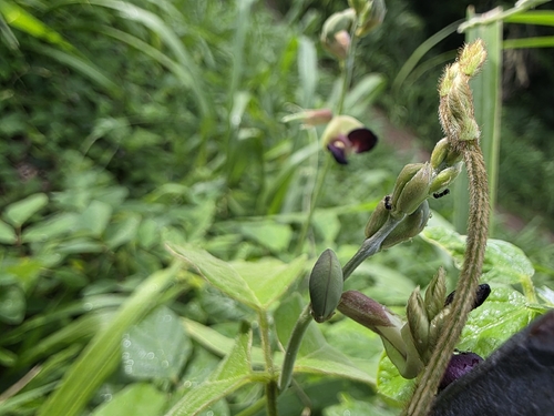 Macroptilium atropurpureum, 2026-09-04