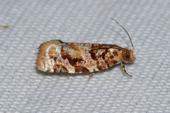 Argyrotaenia tabulana
