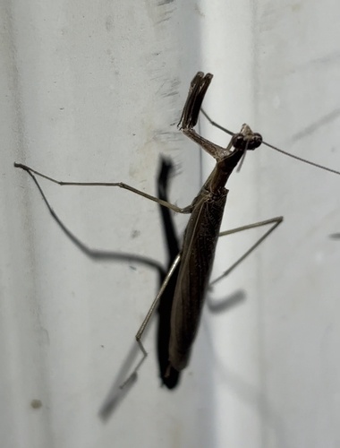 Slender Prairie Mantis