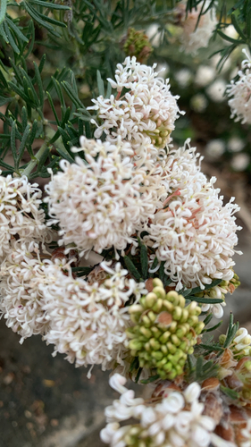 Grevillea crithmifolia, photograph 1