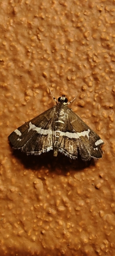 Hawaiian Beet Webworm Moth