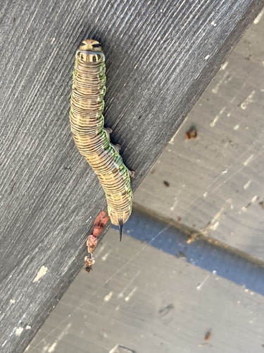 Pine Hawkmoth