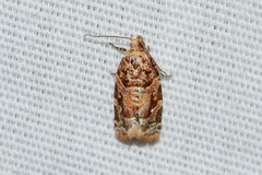 Argyrotaenia tabulana