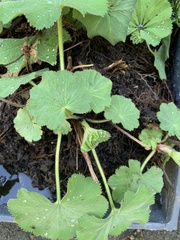 Alchemilla mollis