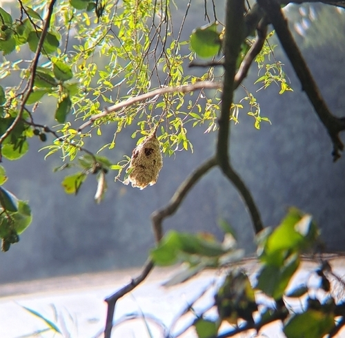 Eurasian Penduline-Tit