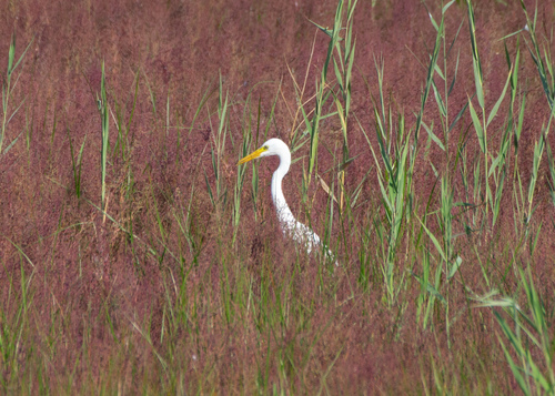 Great Egret