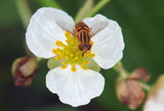 Parhelophilus integer