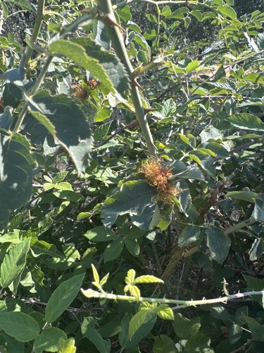 Mossy Rose Gall Wasp