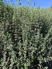 Frankeniaceae