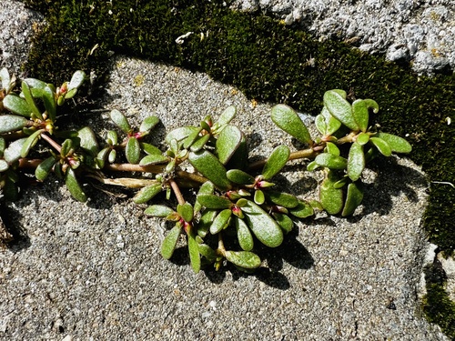 Common Purslane