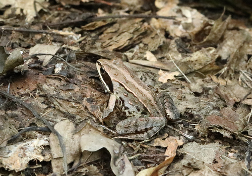 Moor Frog