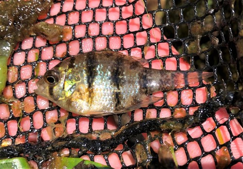 Black-banded Sunfish