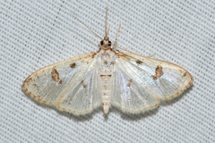 Palpita illibalis