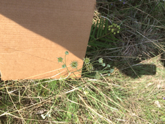 Hymenopappus artemisiifolius