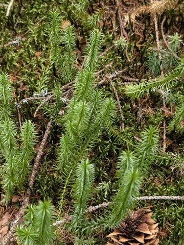 interrupted clubmoss