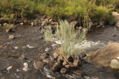 Gomphostigma virgatum