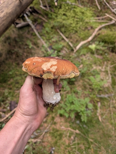 King Bolete