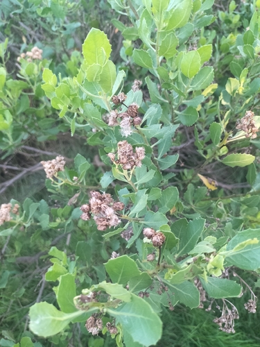 Pluchea indica