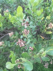 Pluchea indica