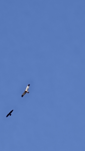 Western Marsh Harrier