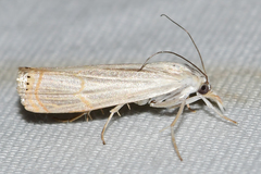 Parapediasia decorellus
