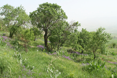 Vicia tenuifolia