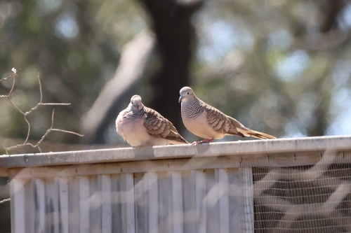 Peaceful Dove