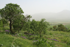 Vicia tenuifolia