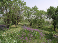 Vicia tenuifolia