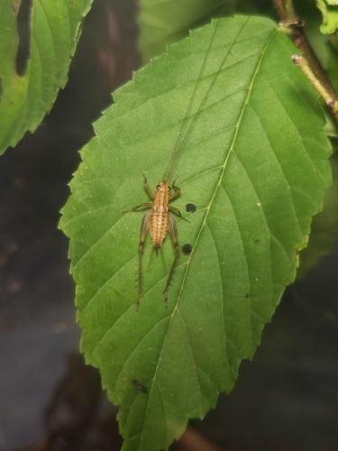 Svistella wuyong