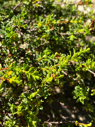 Pimelea serpyllifolia, photograph 3