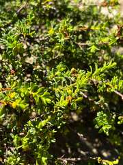 Pimelea serpyllifolia, photograph (c) Alex Stuart, some rights reserved (CC BY)