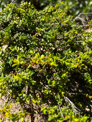 Pimelea serpyllifolia, photograph (c) Alex Stuart, some rights reserved (CC BY)