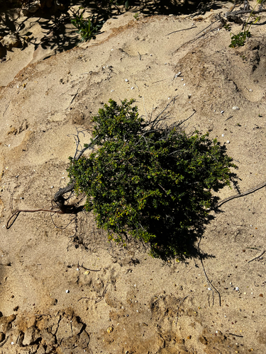 Pimelea serpyllifolia, photograph 4