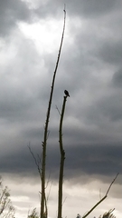 Geranoaetus albicaudatus