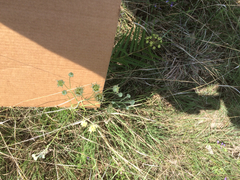 Hymenopappus artemisiifolius