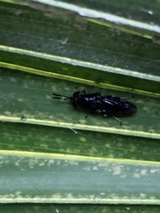 Hermetia sexmaculata