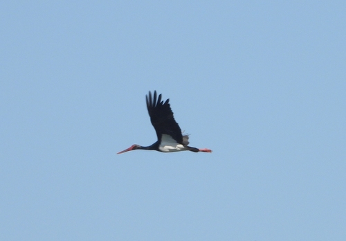 Black Stork