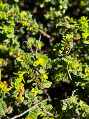 Pimelea serpyllifolia, photograph (c) Alex Stuart, some rights reserved (CC BY)